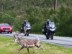 Reindeer leaving the road slowed down these motorcycles between Skaidi and Alta Norway.  The people on the back of the motorcycles are taking photos of the reindeers with their cell phones.
