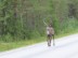 A reindeer walking down the highway near Muonio, Finland.