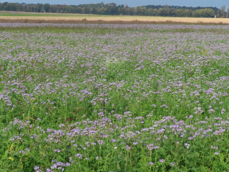 Lavender field between Mtzel and Drewitz, Germany.
