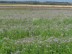 Lavender field between Mtzel and Drewitz, Germany.