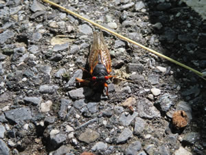 Cicada on road near Parkton, Maryland.