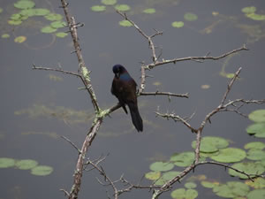 Black bird seen at Mine Falls Park, Nashua, New Hampshire.