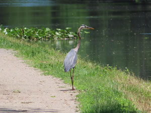 Great Blue Heron next to Delaware & Raritan Canal State Park Trail in New Jersey.