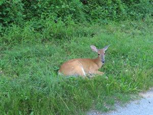 Deer next to Delaware & Raritan Canal State Park Trail in New Jersey.