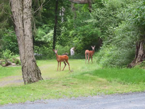 Deer near trailhead to McDade Recreational trail at Delaware Water Gap National Recreation Area, Pennsylvania.