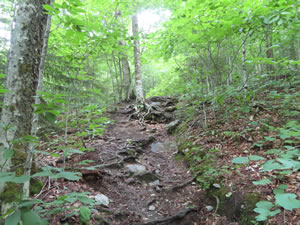 Part of the Long Trail, this is the oldest long-distance trail in the USA.  The trail goes the length of Vermont.  This photo was taken on the portion near Stowe ski area leading to the summit of Mount Mansfield, Vermont.