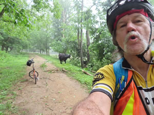 Ted, a cow and Ted’s bike on the Chessie bike trail in Lexington, Virginia.