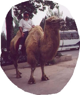 Camel in China
