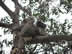 Koala bear at Tower Hill State Game Reserve