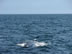 Whale Back near Puerto Vallarta