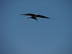 Bird flying over Rio Copalita