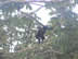 Howler Monkey near Volcano Arenal