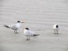 Sea Gulls at Cape Canaveral, FL 