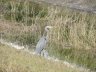 Grey Heron at Cape Canaveral, FL