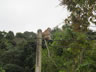 Monkey on power lines near botanic garden in George town, Malaysia