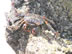 Crab seen on beach of isle Isabela, Galapagos Islands, Ecuador