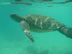 Turtle seen while snorkeling near isle Isabela, Galapagos Islands, Ecuador.