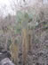 Cacti on isle Santa Cruse, Galapagos Islands, Ecuador.