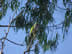 Monk parrots in the tree at Dayman, Uruguay.