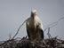 Netherlands – A stork in a nest on the way to Gorinchem