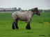 Belgium – Horse