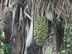 Plants seen from trail to waterfall near Minca, Colombia.