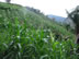 Corn crop seen from trail to waterfall near Minca, Colombia.