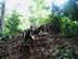 Pack horses on trial for Capurgana, Colombia to La Miel, Panama hike.
