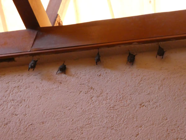 Bats handing on the wall inside the visitor center at the turtle sanctuary at Mazunte, Mexico.