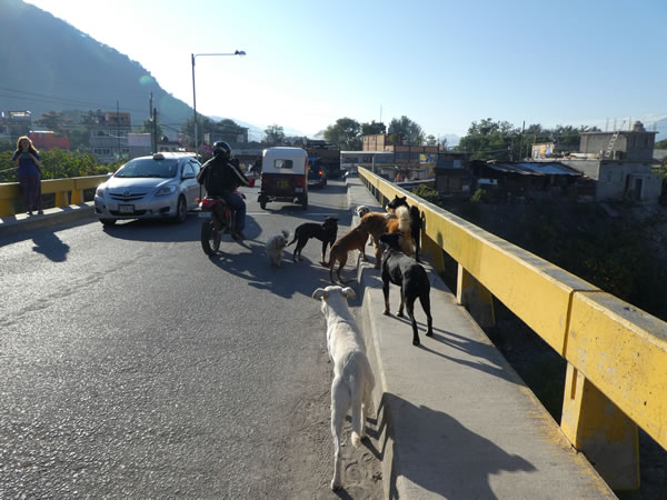 Stray dogs (common everywhere in Guatemala) on a bridge in Panajachel, Guatemala.