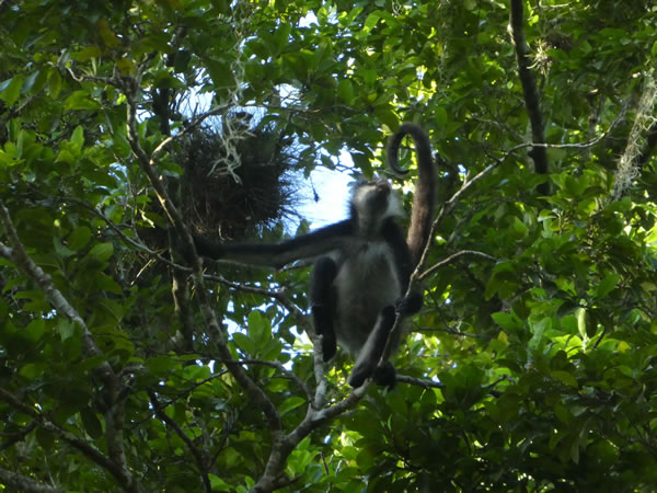 Monkey in tree at Tikal National Park, Guatemala.