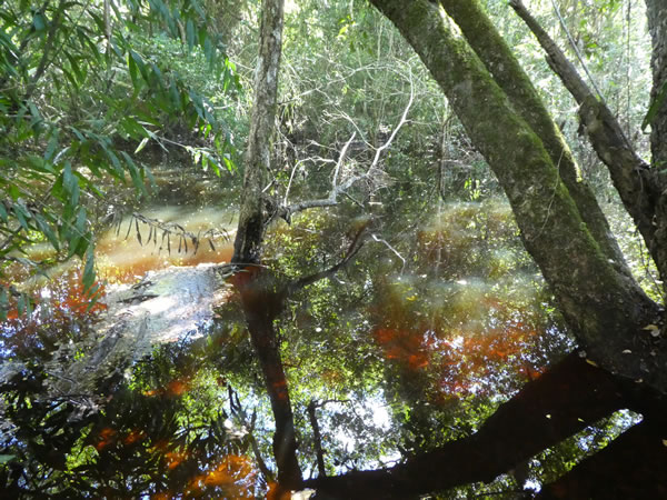 Pond in jungle at Tikal National Park, Guatemala.