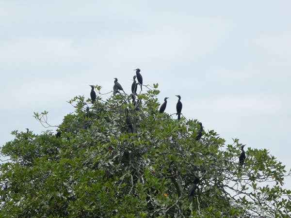 Birds in a tree between the town of Rio Dulce and Livingston, Guatemala.