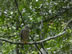 Marsh hawk in tree at Tikal National Park, Guatemala.