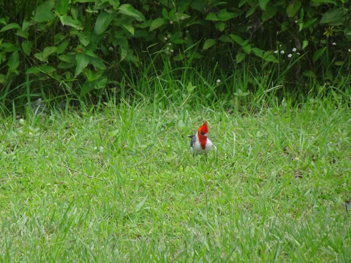 Formosa, Argentina - Red-crested cardinal