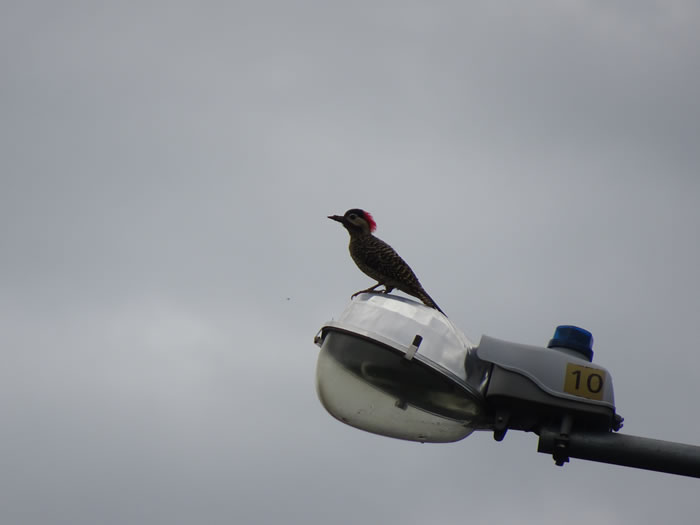Asuncion, Paraguay – looks like a woodpecker - Guasu Metropolitano Park