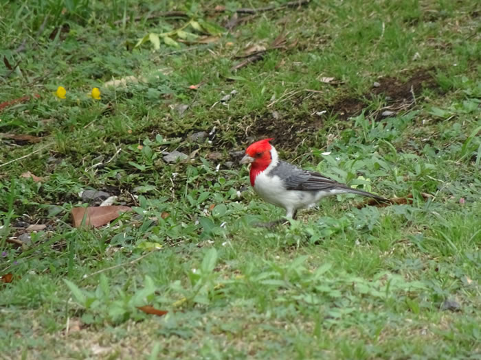 Asuncion, Paraguay - Red-crested cardinal - Guasu Metropolitano Park