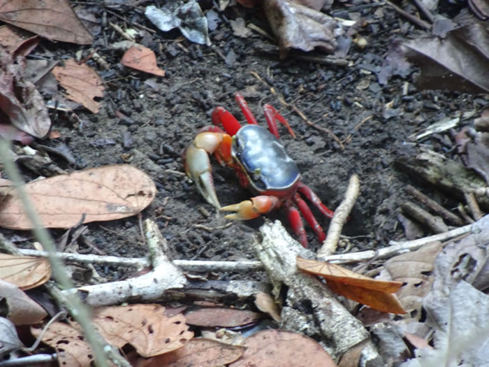 Crab at Manual Antonio National Park, Costa Rica.