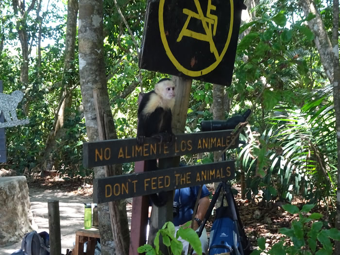 Monkey on do not feed animals sign at Manual Antonio National Park, Costa Rica.