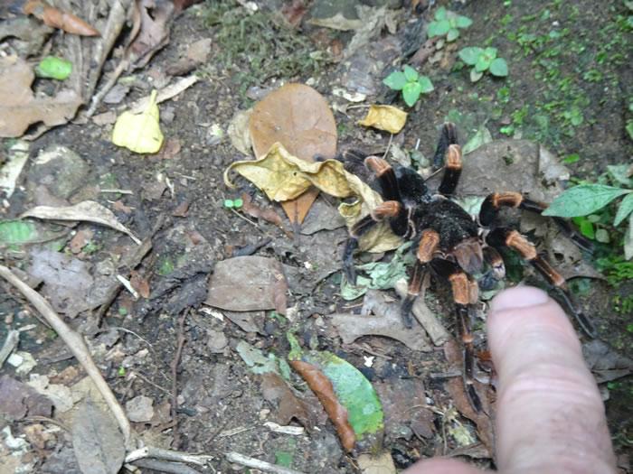 Tarantula at Monteverde Cloud Forest Reserve.