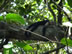 Tired monkey at Manual Antonio National Park, Costa Rica.