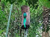 Quetzal getting into its nest at Monteverde Cloud Forest Reserve.