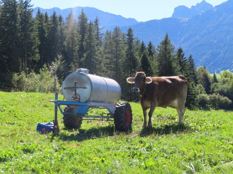 Cow getting water from movable water tank near Pfronten, Germany.