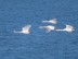 Swans flying over water between Vordingborg and Orehoved, Denmark.